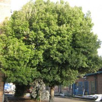 Holm Oak